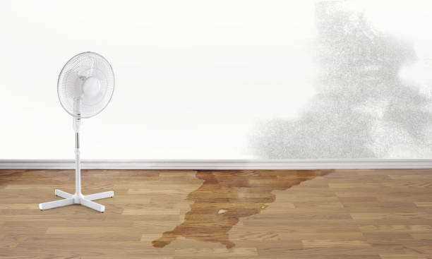 Best Water damage restoration company  in Holland, MI