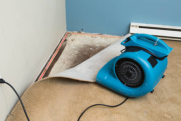 Best Water damage restoration near me  in Holland, MI
